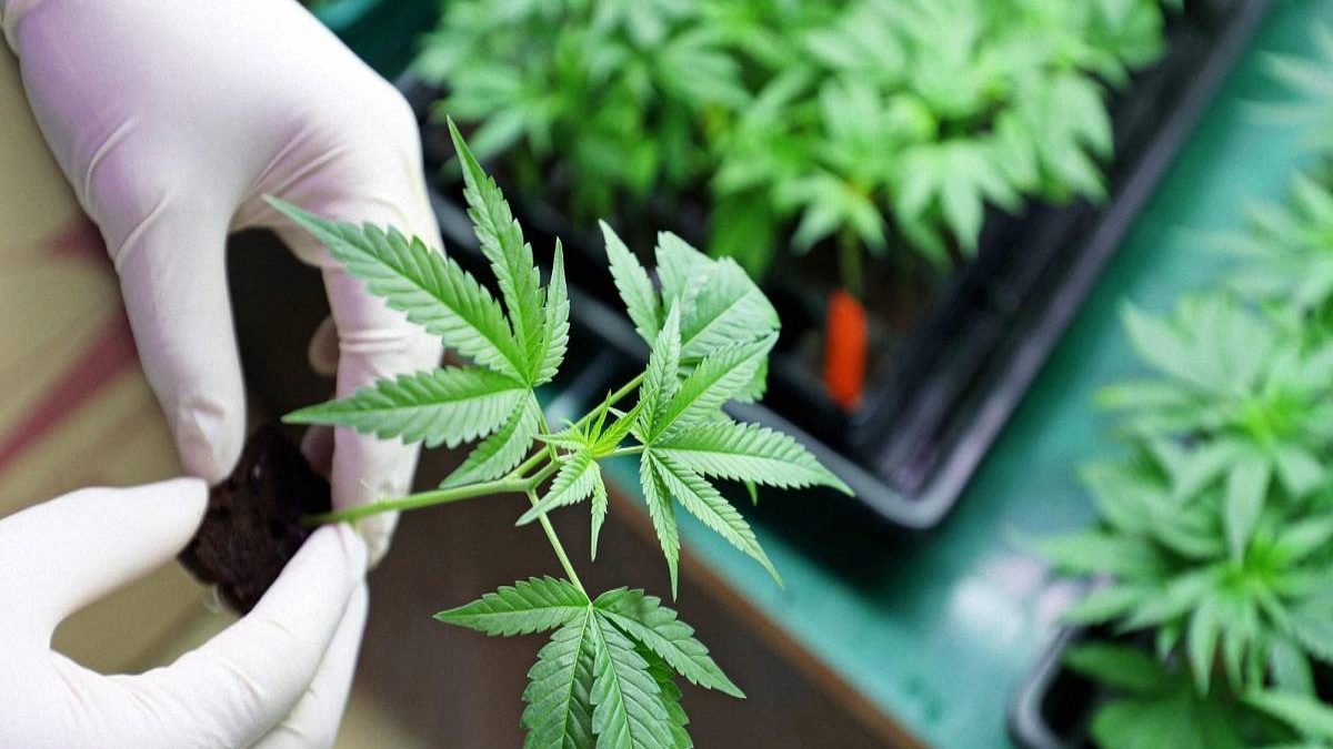Best-selling Indoor Grow Tent Kit in 2021 | Top 5 Indoor Marijuana Grow Kits 