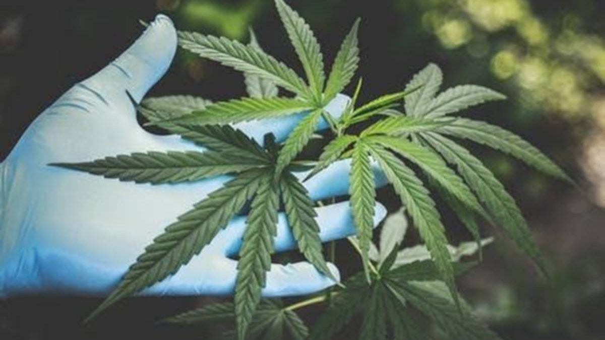 How to Choose the Best CBD Products?