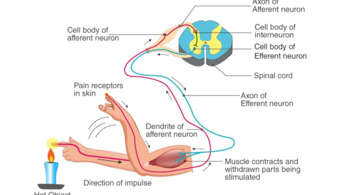 Nervous system: Ncert Class 10 science guide
