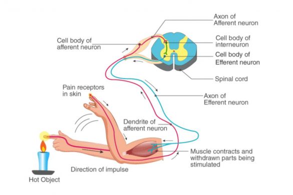 Nervous system: Ncert Class 10 science guide